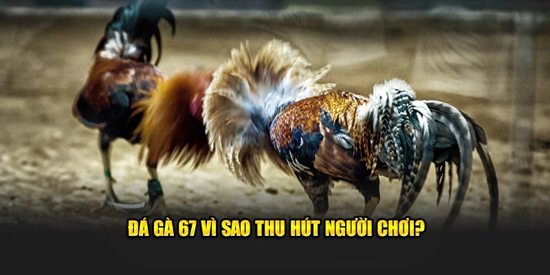 Đá gà 67 vì sao thu hút người chơi?