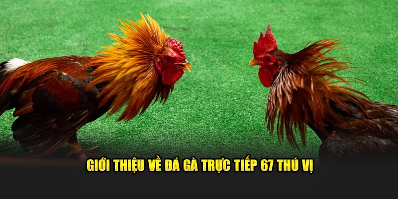 Giới thiệu về đá gà trực tiếp 67 thú vị