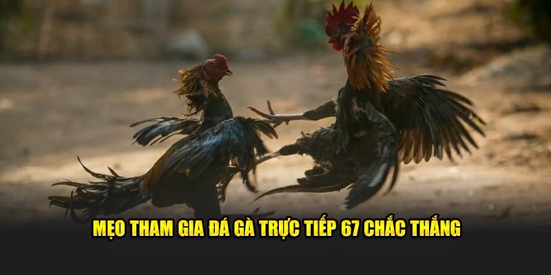 Mẹo tham gia đá gà trực tiếp 67 chắc thắng